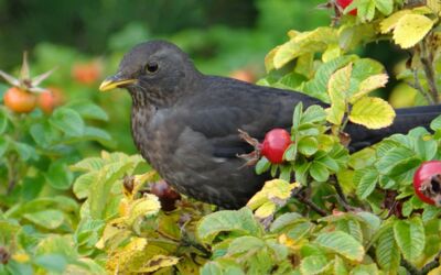 Amsel West-Nil-Virus in Mecklenburg