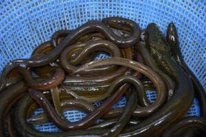 Fischdiebe bei den Müritzfischern