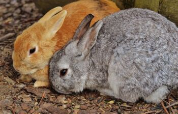 Rassekaninchen Kaninchen-Schau in Roez