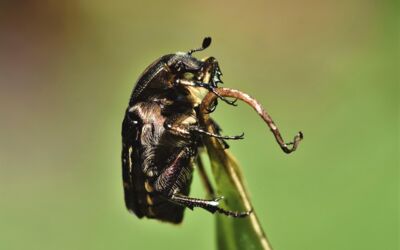 Osmoderma eremita