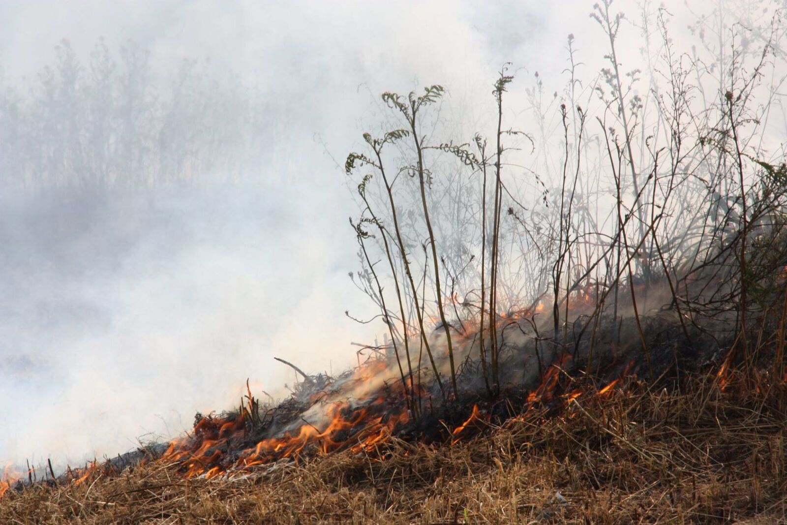 Freiwillige Feuerwehr Röbel/Müritz