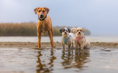 Urlaub mit Hund Mecklenburg-Vorpommern