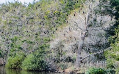 Kormorane am Warnker See