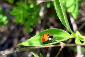 Naturfoto Marienkäfer