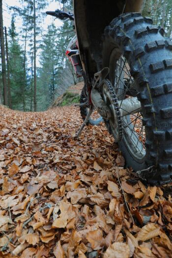 Buchenwald Müritz-Nationalpark