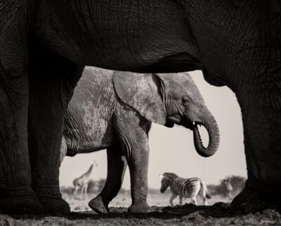 Wildlife Photographer of the Year
