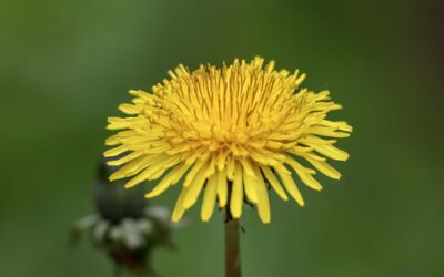 Taraxagum Lab bei Continental in Anklam