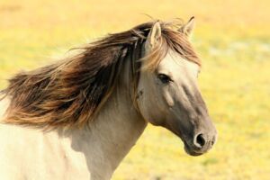 Polizei sucht Tierquäler