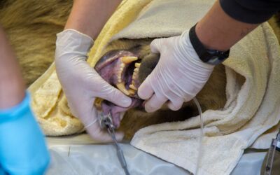 Wildtierarzt Marc Gölkel Berlin