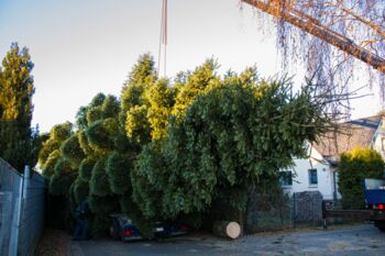 Weihnachtsbaum Waren (Müritz)