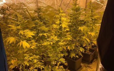 Hanf Indoor-Plantage