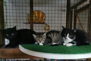 Neustrelitzer Katzenparadies