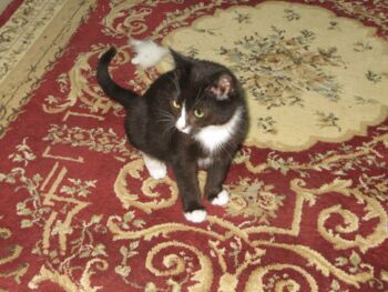 Margret Kuhlmann Malchow