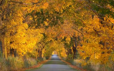 Alleenstraßen in MV