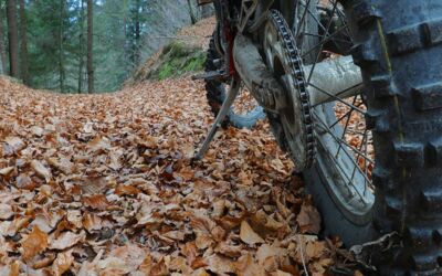 Buchenwald Müritz-Nationalpark