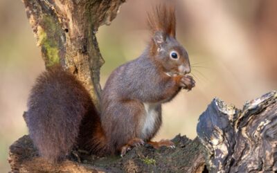 Foto Eichhörnchen Jörg Stemmler