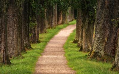 Wabderwege „Nossentiner/Schwinzer Heide“