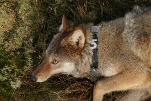 Wolf Mecklenburg-Vorpommern