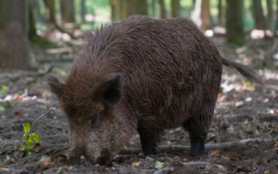 Wildschwein