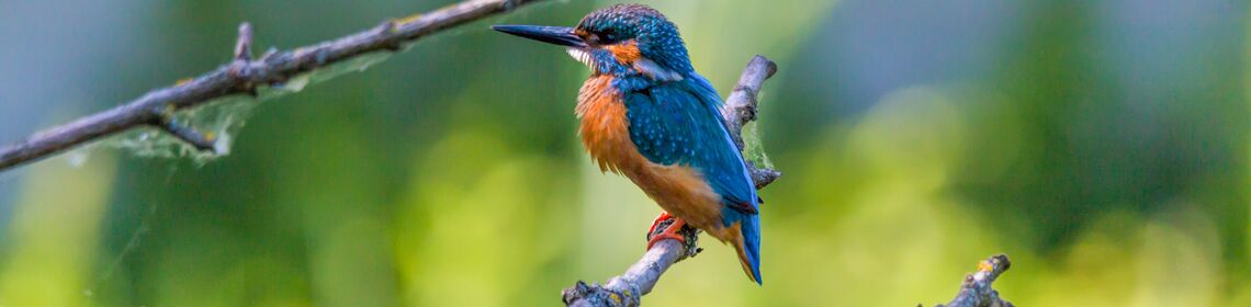 Eisvogel am Plauer See