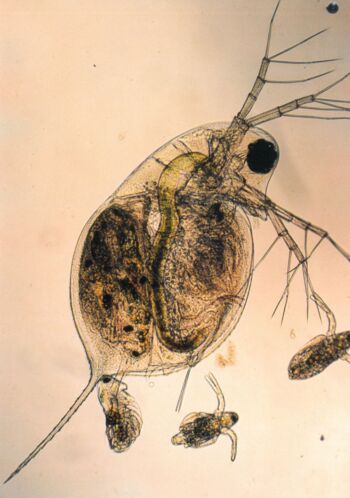 Sonderausstellung im Müritzeum