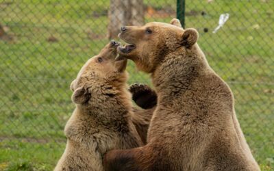 Braunbären Luna und Rocco verlieben sich