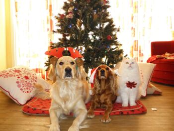 Hunde und Katzen gehören nicht untern Weihnachtsbaum