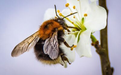 Bienen Mecklenburg-Vorpommern