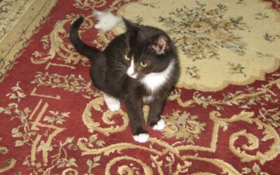 Margret Kuhlmann Malchow