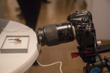 Makrofotografien Feldberger Seenlandschaft Fotograf Ralf Mittermüller