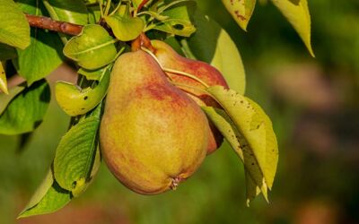 Obst- und Weinbauern bekommen Hilfe bei Ernteschäden