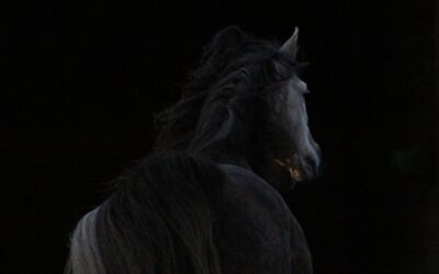 Pferd bei Pasewalk schwer verletzt