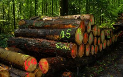 Holzdiebe Mecklenburgische Seenplatte