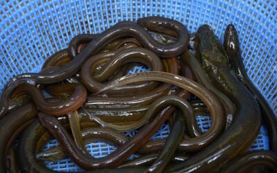 Fischdiebe bei den Müritzfischern
