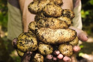 Programm zum Kartoffelfest inm Agroneum