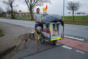 Italienischer Läufer in Waren (Müritz)