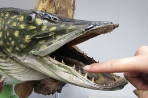 Sommerferien im Müritzeum