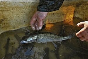 Zander-Aquakultur in Hohen Wangelin