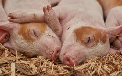 ASP-Infektion Schweinemastbetrieb Vorpommern-Greifswald