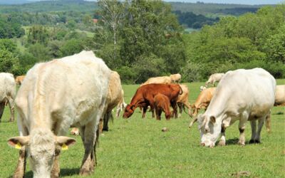 Biohof Peitz Klocksin