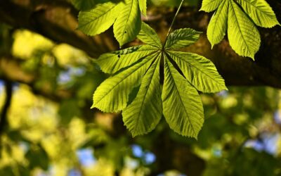 „Baum des Jahres“ Esskastanien