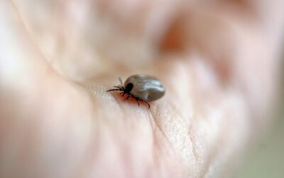 Borreliose Zeckenbisse Behandeln