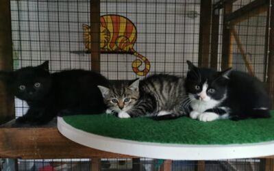 Neustrelitzer Katzenparadies