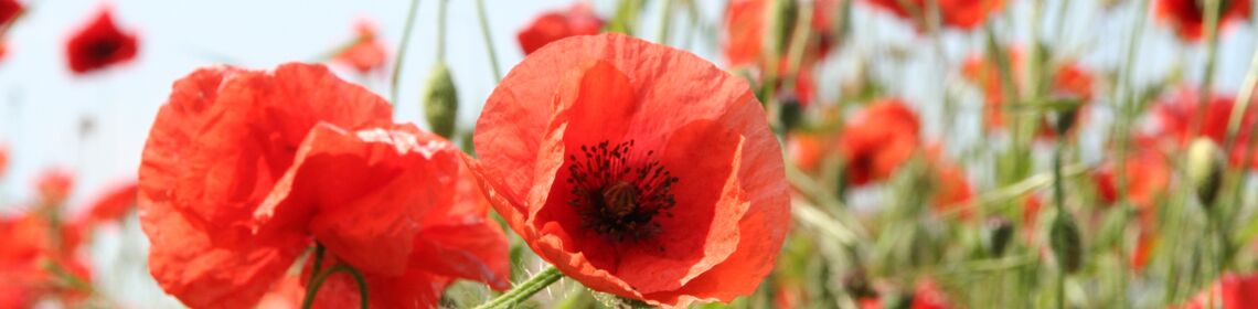 Übernachtungen Waren (Müritz)