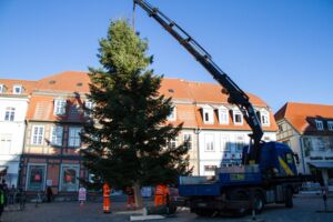 Weißtanne von der Feisneck