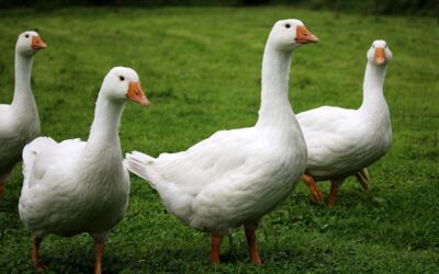 Romantik Hotel Gutshaus Ludorf