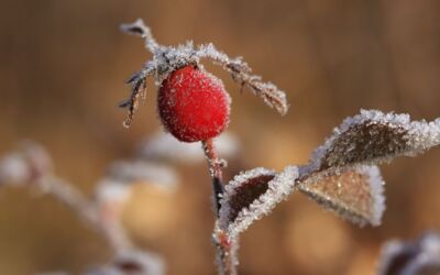 Winter Müritz-Nationalpark