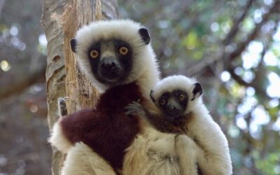 DIA-Vortrag von und mit Dr. Roland Fliess