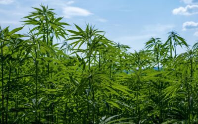 Nutzhanf Mecklenburg-Vorpommern