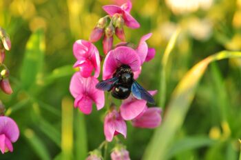 Blühflächen Waren (Müritz)